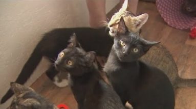 Lakeland goes to the cats with new feline cafés, mobile adoption center