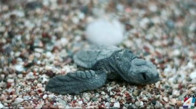 More than 1,000 sea turtle nests along local beaches